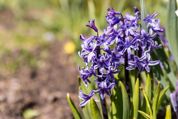 Purple hyacinths springblooming perennial flowers fragrant flowering plantshyacinthus orientalis is