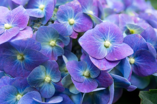 Purple Hydrangea flower