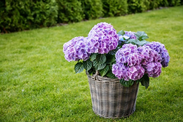 Purple hydrangea flowers with delicate petals