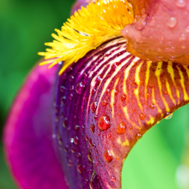 Purple iris closeup