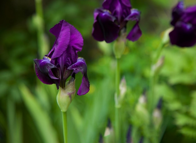 Purple iris flower in garden Nature  background Calamus Soft focus with bokeh Spring concept