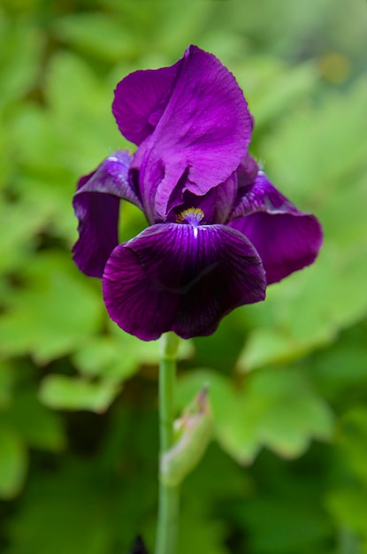 Purple iris flower in garden Nature  background Calamus Soft focus with bokehSpring concept