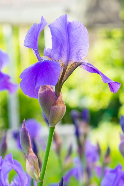 Purple iris flower in green leaves on a summer day