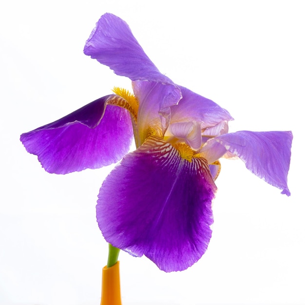 Purple iris flower isolted on white background