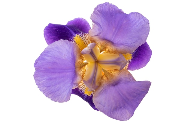 Purple iris flower isolted on white background