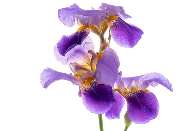 Purple iris flower isolted on white background