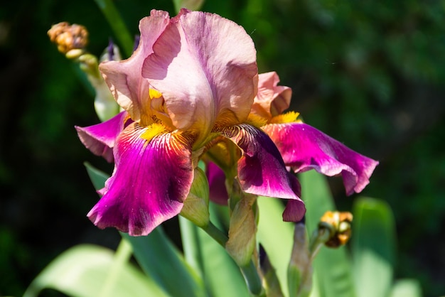 Purple iris flowers on flowerbed