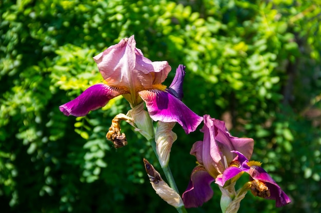 Purple iris flowers on flowerbed