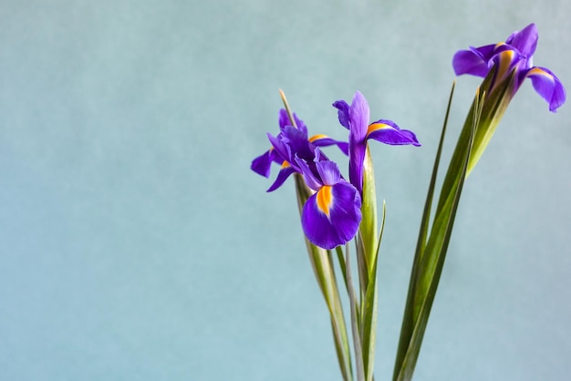 Purple iris flowers on gray green background