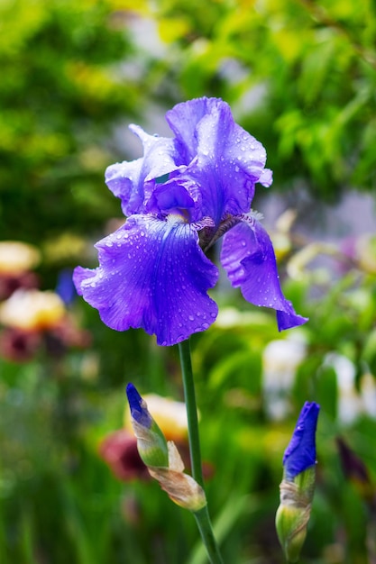 Purple iris in the garden among greenery and flowers