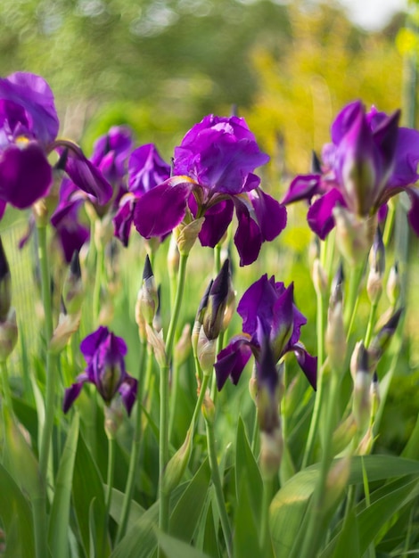 Purple irises flowers Irideae in the garden in the sunlight in Greece