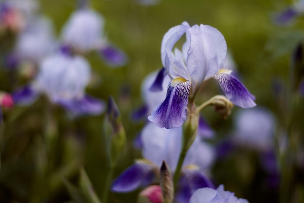 purple irises iris flowers blossom purple flowers