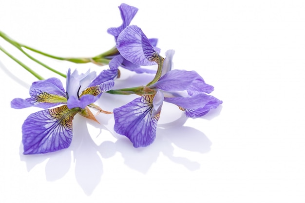 Purple irises. Studio shot. Isolated composition with shadow on white.