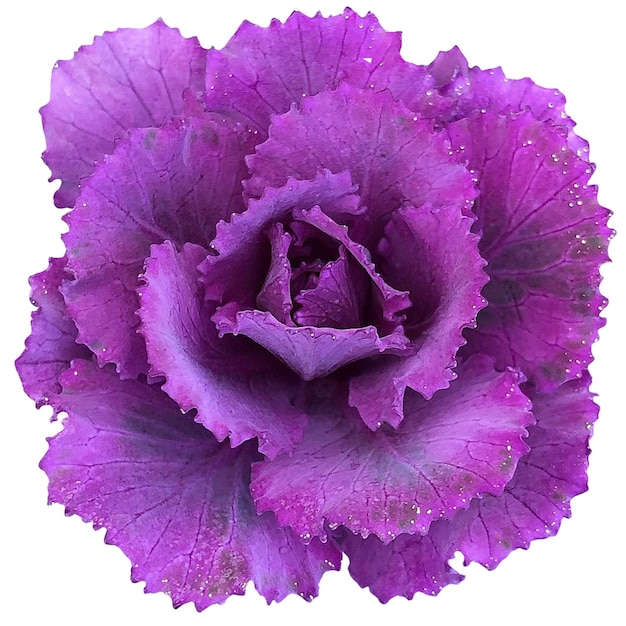 Purple kale Plant