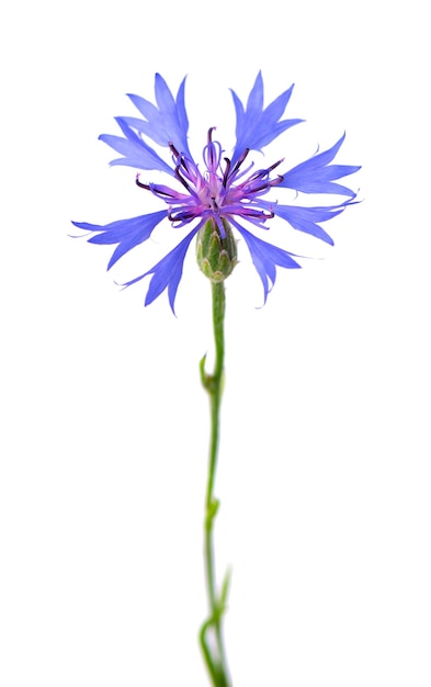 Purple knapweed flowers isolated on white background Blue wild cornflower herb or bachelor button flower