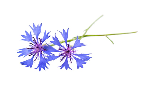 Purple knapweed flowers isolated on white background Blue wild cornflower herb or bachelor button flower