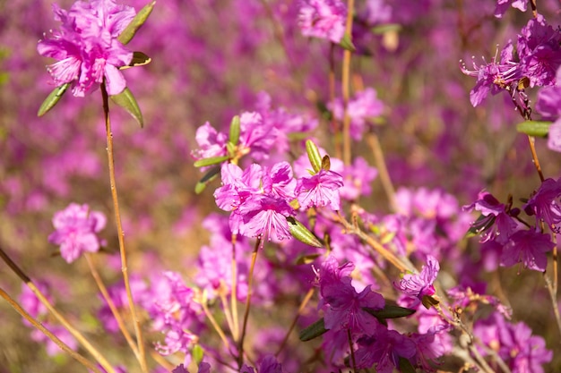 Purple labrador tea flowers on blur background pink wild rosmary defocused photo