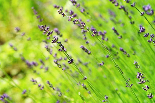 Purple lavender bushes flowers  and green summer grass Soft selective focus horizontal background close up copy space Aromatherapy herb alternative medicine