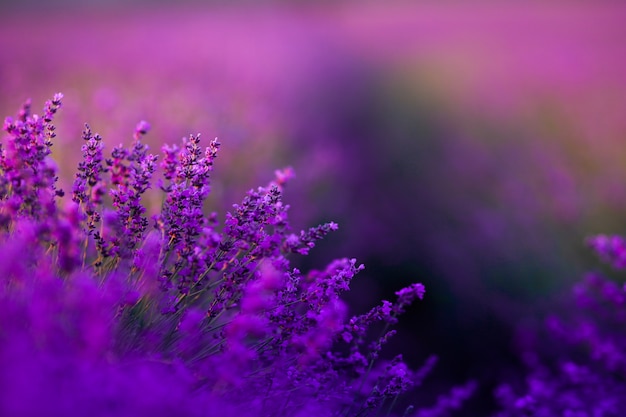 Purple lavender field close up during maturation