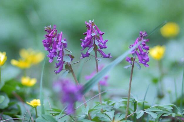 Purple lavender in a field. Purple flowers in the garden