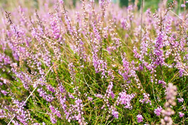 Purple lavender flowers in bloom nature field background