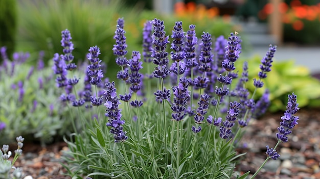 Purple Lavender Flowers in a Garden