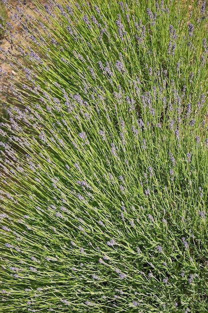 Purple lavender flowers summer background