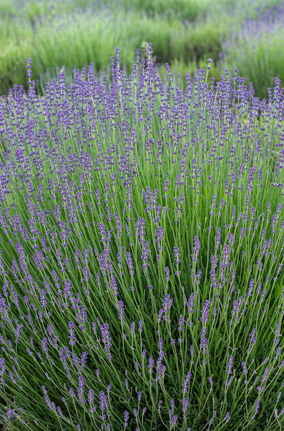 Purple lavender flowers in summer day background