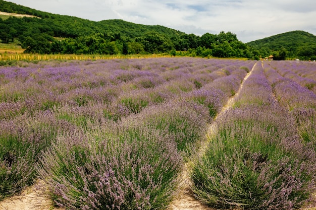 Purple lavender garden Wide view of flower field background