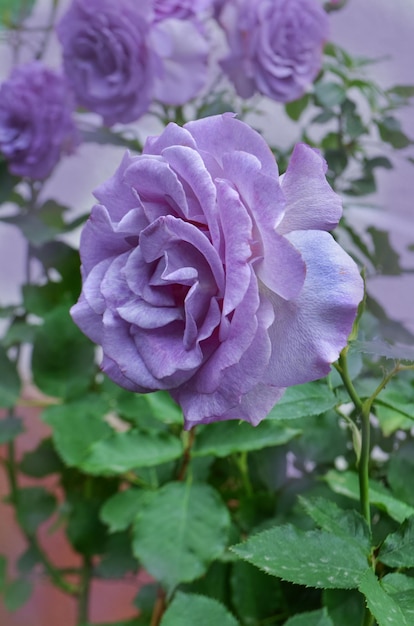 Purple lavender roses flowers plant growing in garden Silver Star blooming flowers