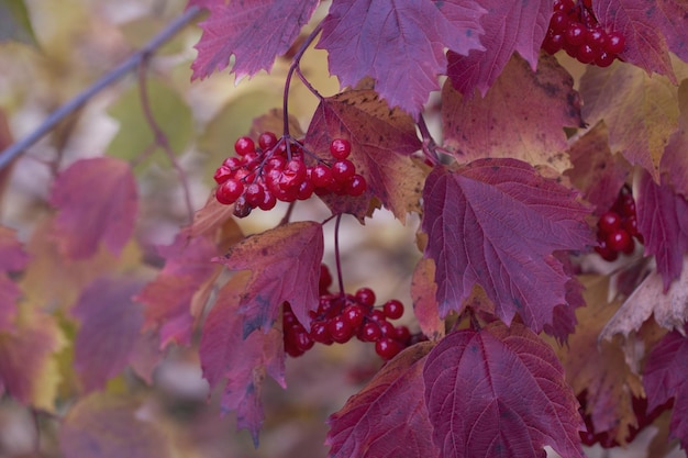 Purple leaves and red berries of viburnum in the autumn garden Medicinal plant