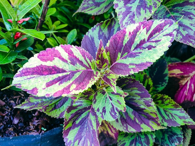 Purple leaves texture background nature and wallpaper