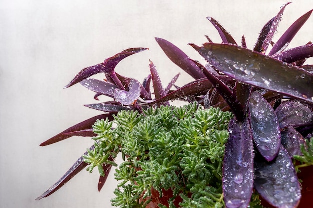 Purple leaves of tradescantia pallida together with green succulent full of dew water droplets