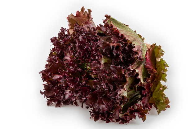 Purple lettuce isolated on white background