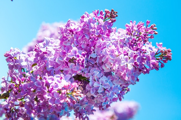 Purple lilac branch in spring against blue sky.