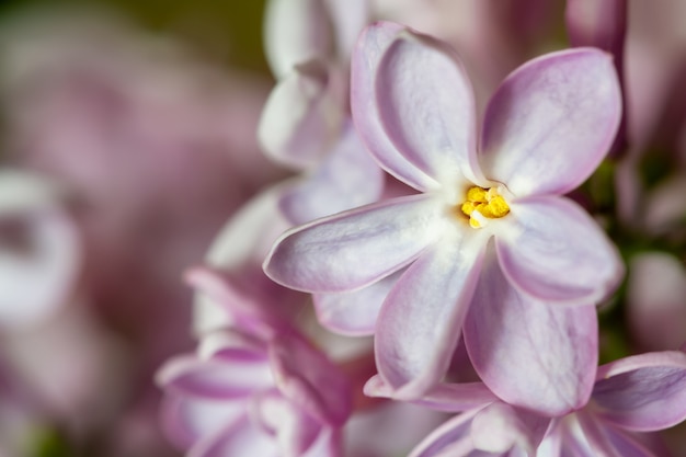 Purple lilac flowers in full bloom. Common lilac (Syringa vulgaris) as a background. Macro, selective focus