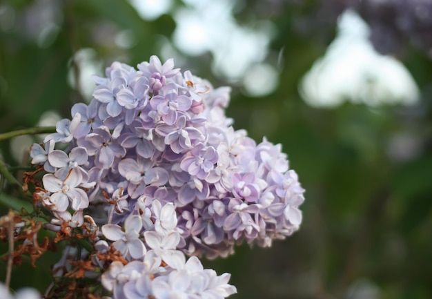 Purple lilac flowers outdoors in the sunlight