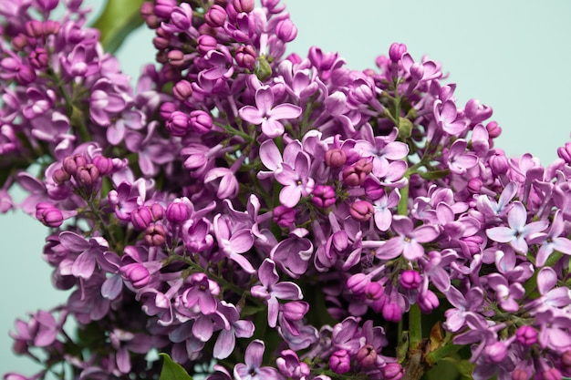 Purple lilac flowers spring blossom background