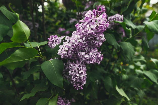 Purple lilac flowers