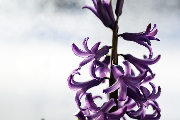 Purple lilac hyacinth flower close up with bokeh