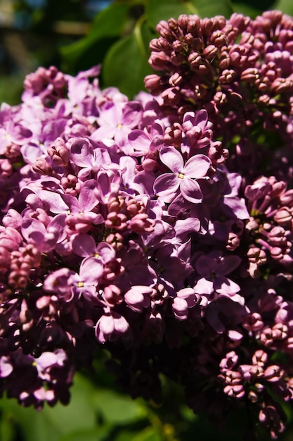 Purple lilacs are blooming Lilac flowers on a tree Lilac lilac Lilac buds