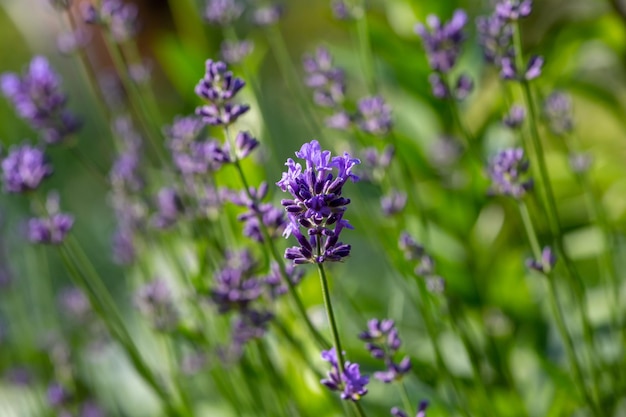 Purple little lavender flowers on a green background in summer macro photography