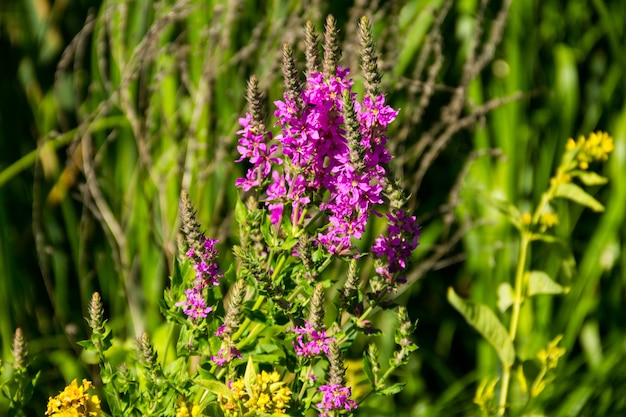 Purple Loosestrife (Lythrum Salicaria) on the meadow