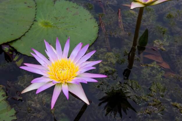 purple lotus blooming in pond