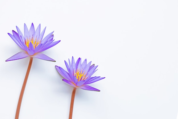 Purple lotus flower blooming on white.