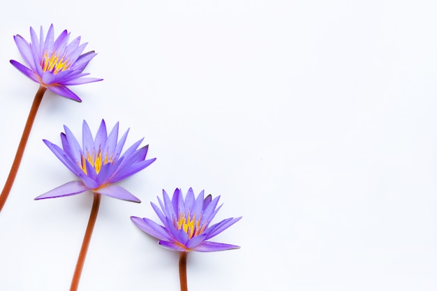 Purple lotus flower blooming on white.