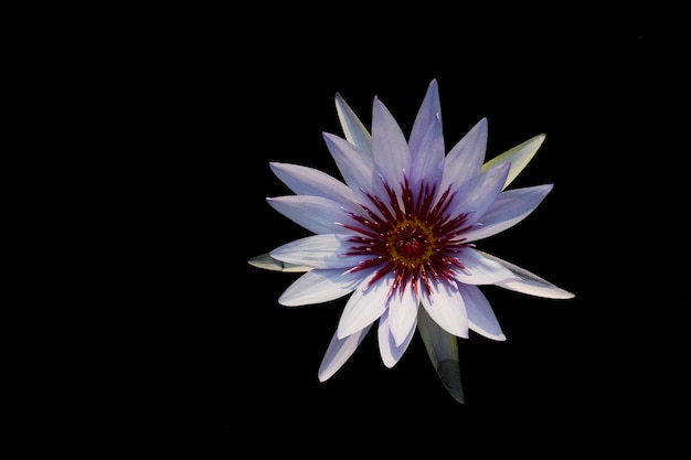 Purple lotus flower isolated on black