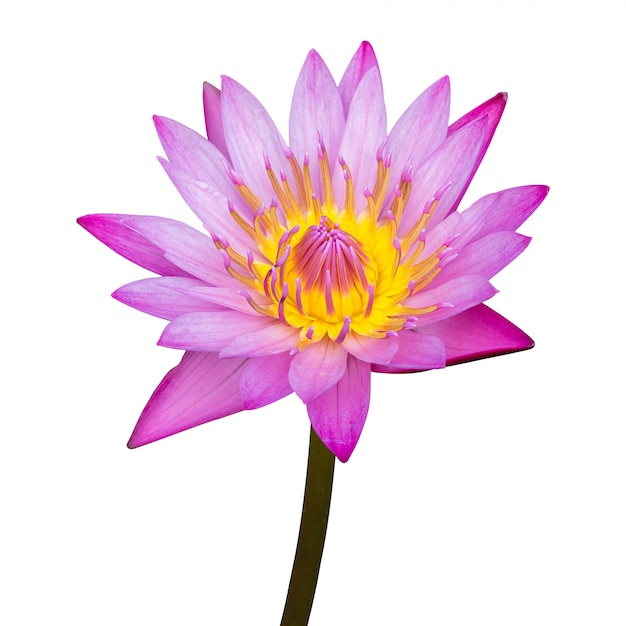 Purple lotus flower isolated on white with clipping path