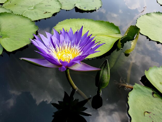 Purple Lotus flower with water reflection of clouds in the sky