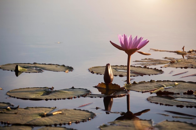 Purple lotus flowers are blooming with sunset